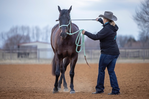 Comment faire pour éduquer le cheval sans contrainte?
