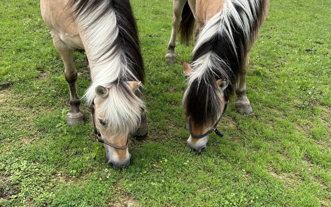 MON CHEVAL EST-IL HEUREUX?