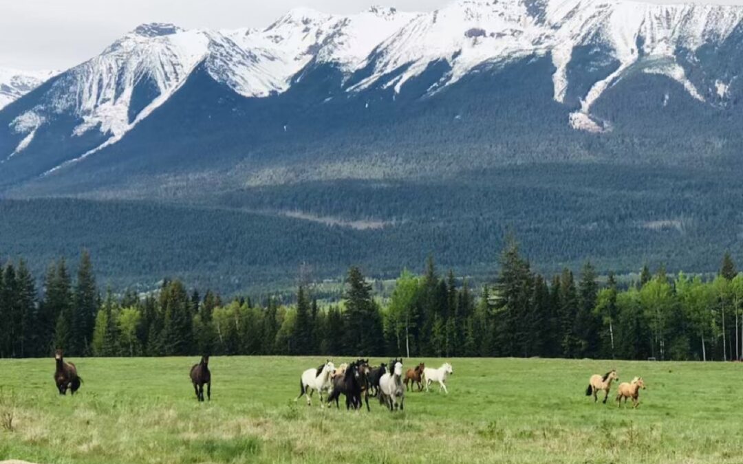 Enrichir le Milieu de Vie du Cheval !