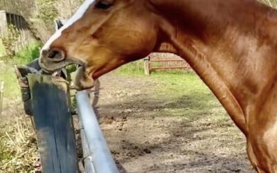 Stéréotypies chez le cheval : le cri silencieux du stress