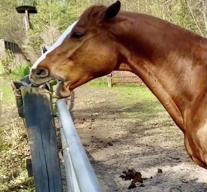 Stéréotypies chez le cheval : le cri silencieux du stress