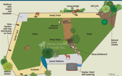 Enrichir l’environnement de votre cheval ! Offrez liberté, mouvement et bien-être à votre cheval grâce au Paddock Paradise.