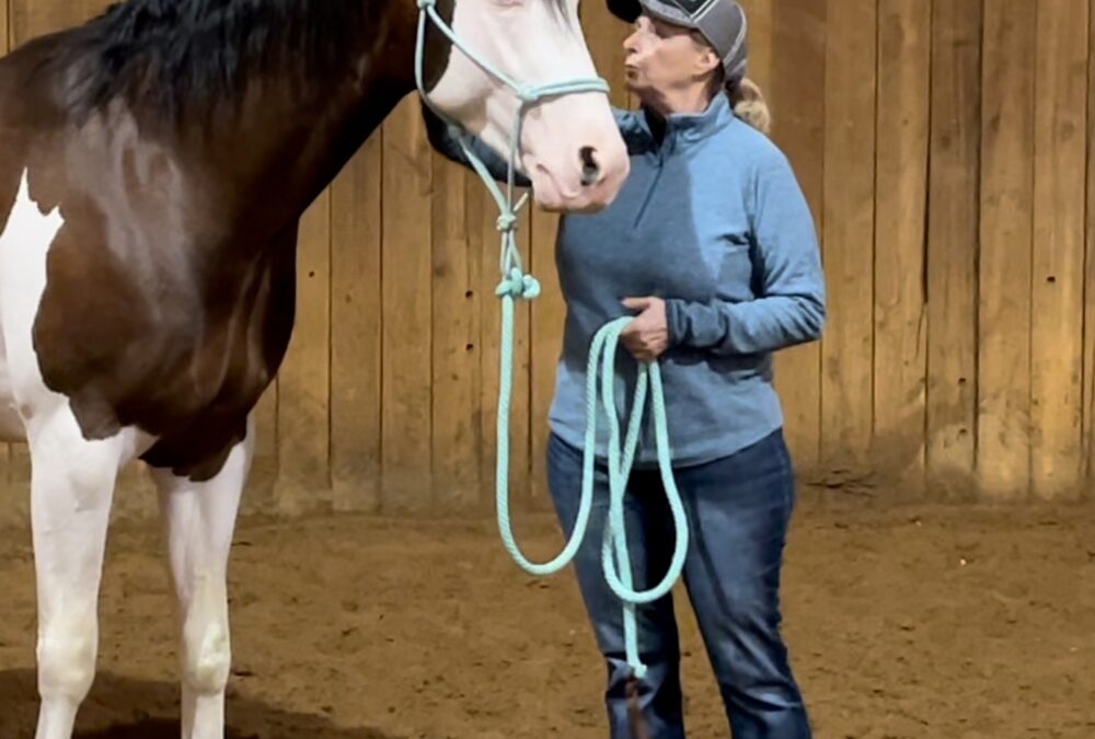 Quand le stress s’en mêle : lorsque l’anxiété empêche le cheval d’apprendre