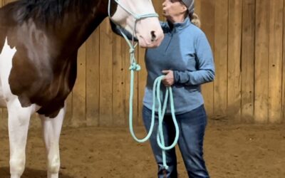 Quand le stress s’en mêle : lorsque l’anxiété empêche le cheval d’apprendre