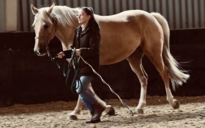 L’importance des codes pour notre cheval